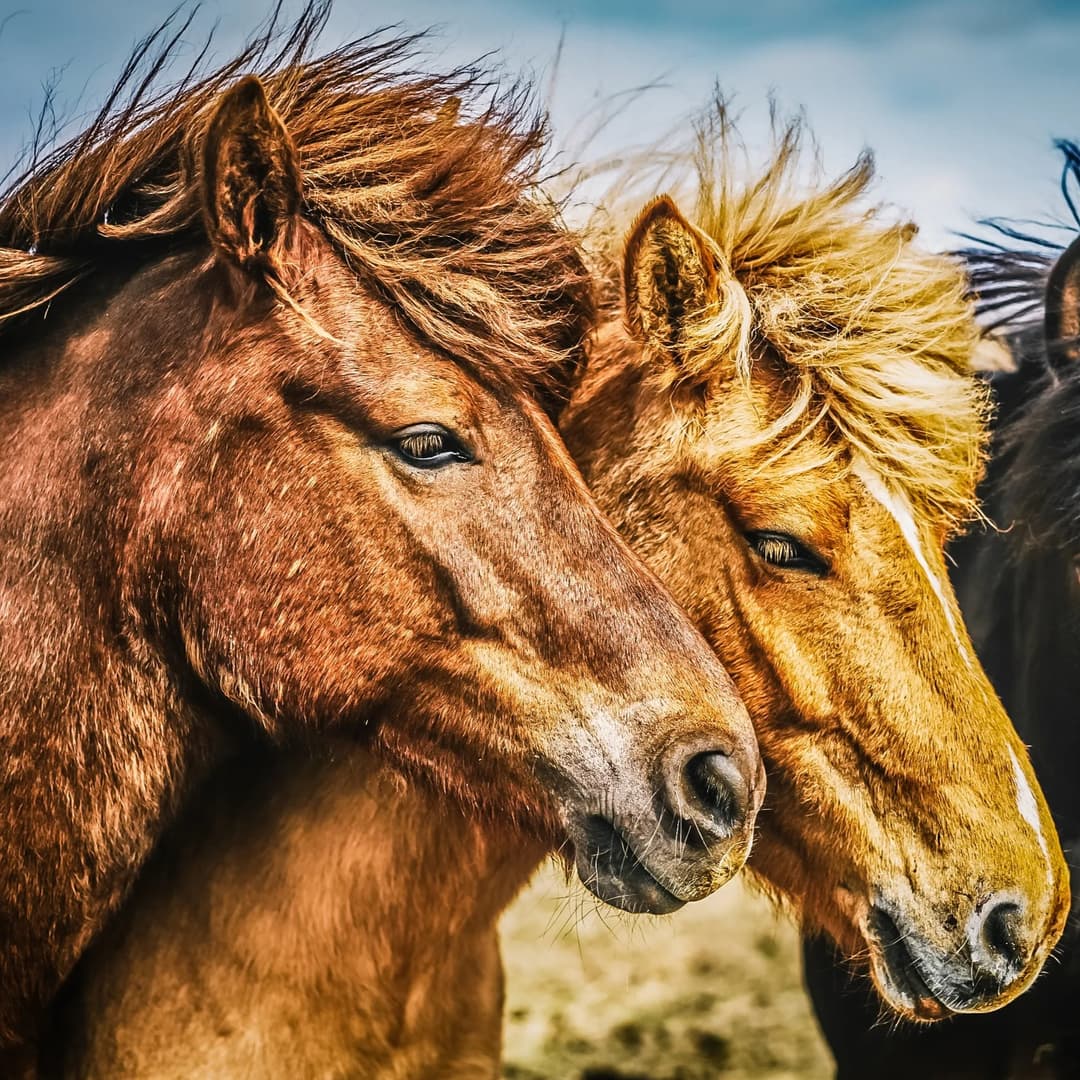 Two horses.