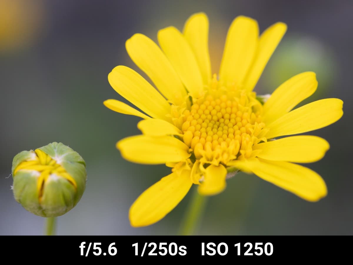 Canon EF 100mm f2.8L Macro test f-stop range.