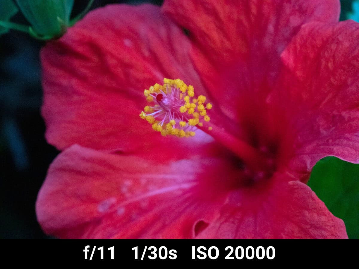 Canon EF 100mm f2.8L Macro low light image test.