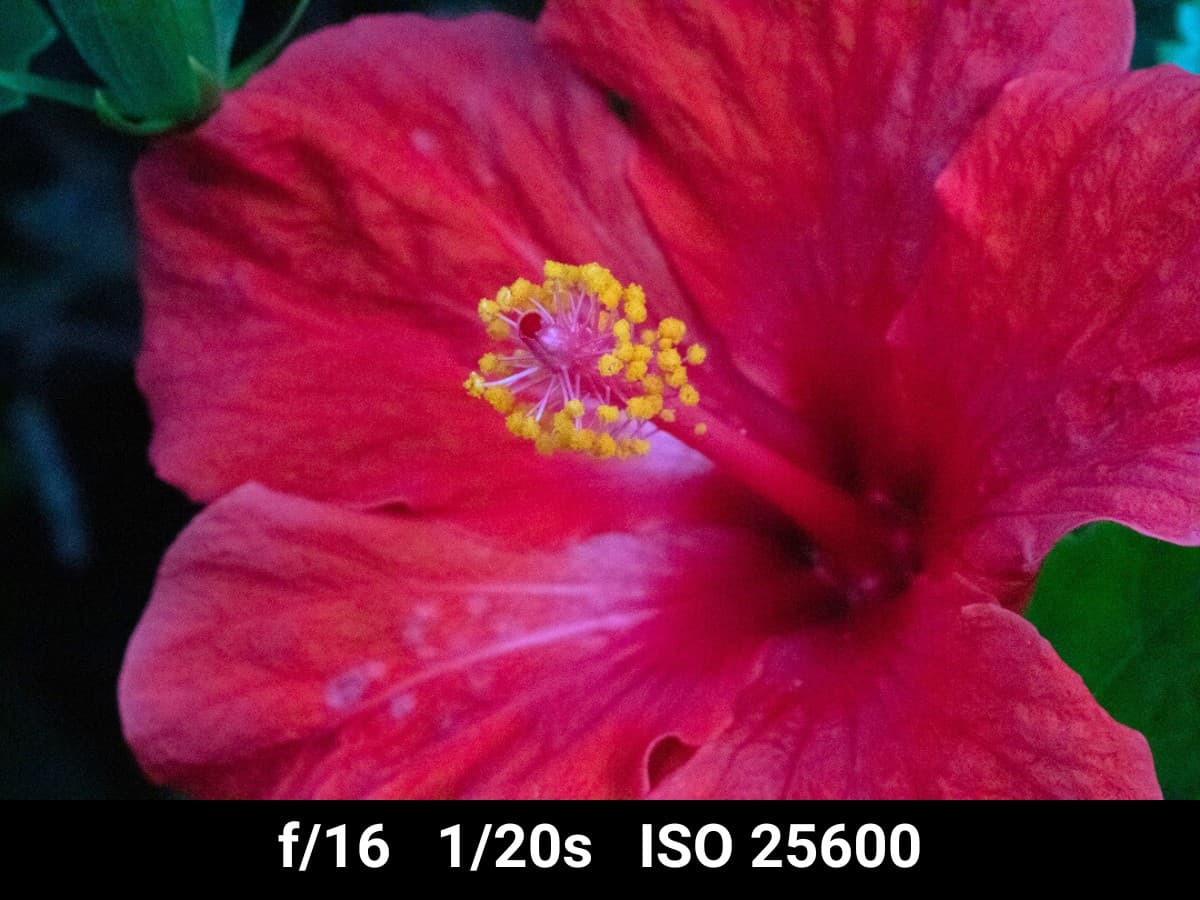 Canon EF 100mm f2.8L Macro low light image test.