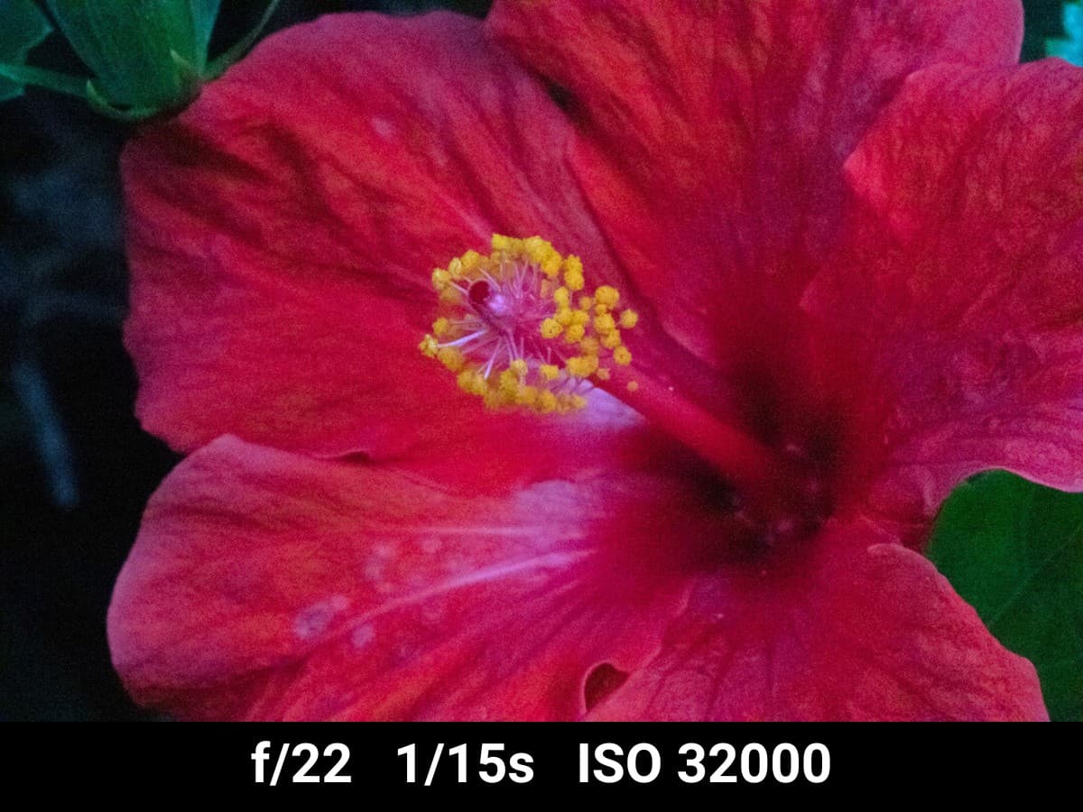 Canon EF 100mm f2.8L Macro low light image test.