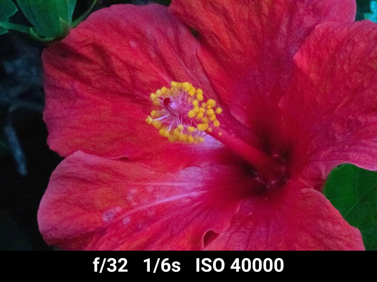 Canon EF 100mm f2.8L Macro low light image test.