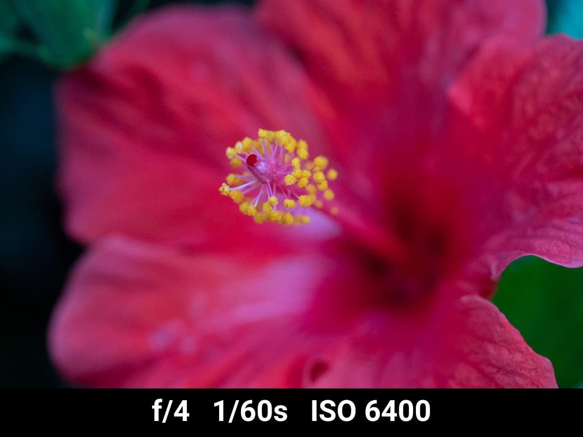 Canon EF 100mm f2.8L Macro low light image test.