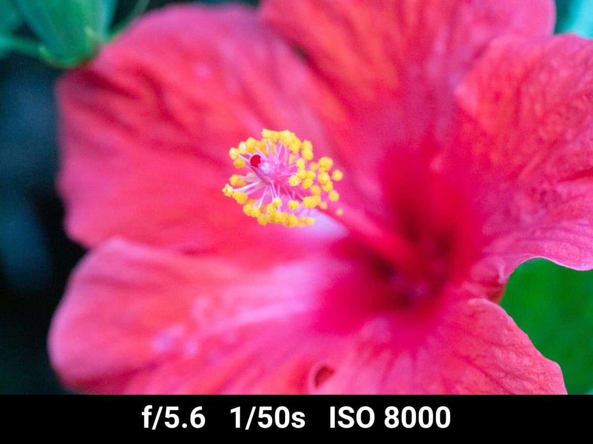 Canon EF 100mm f2.8L Macro low light image test.