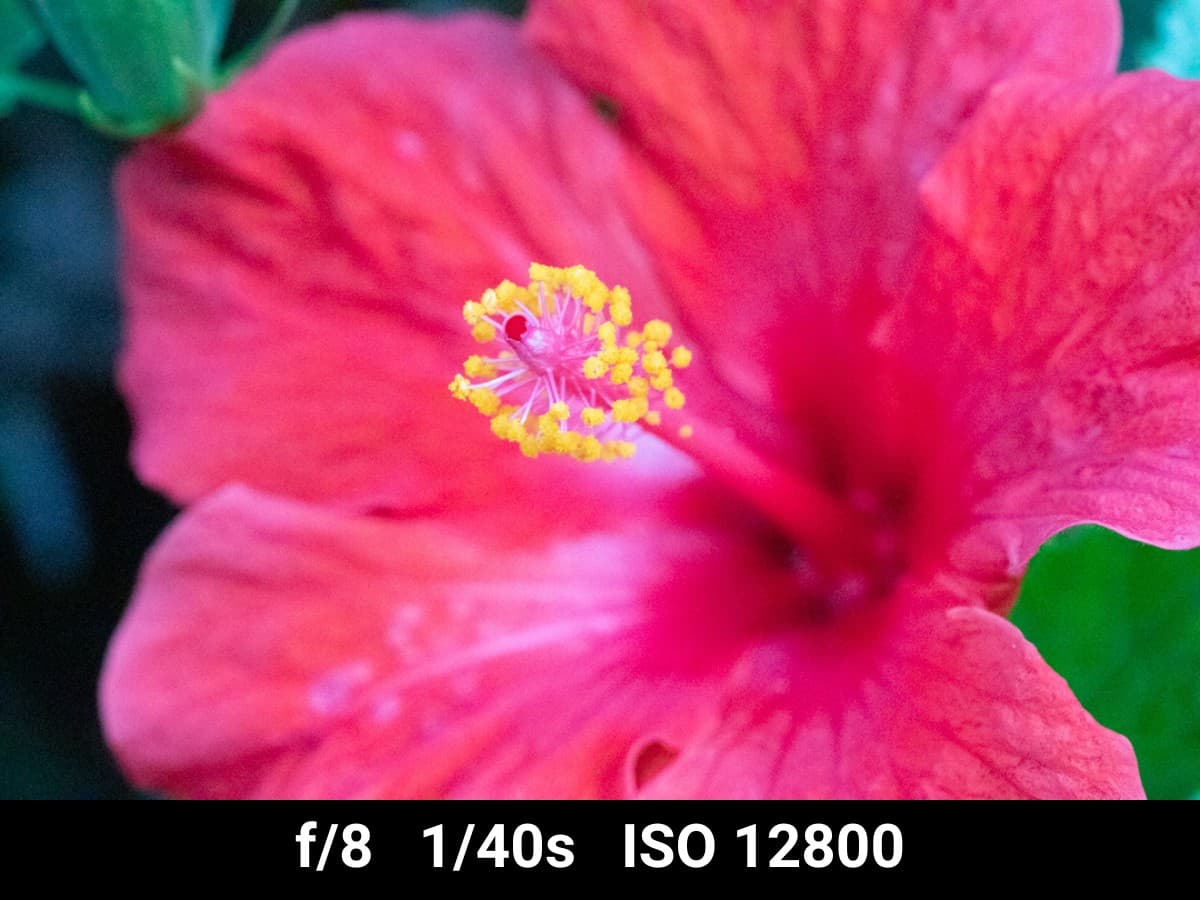 Canon EF 100mm f2.8L Macro low light image test.