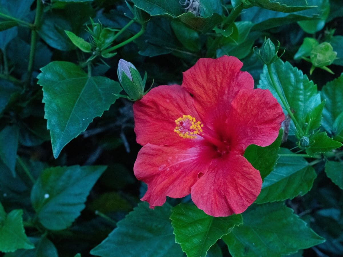 Photo of a red flower taken with Canon EF 50mm f/1.8 lens at f/11.