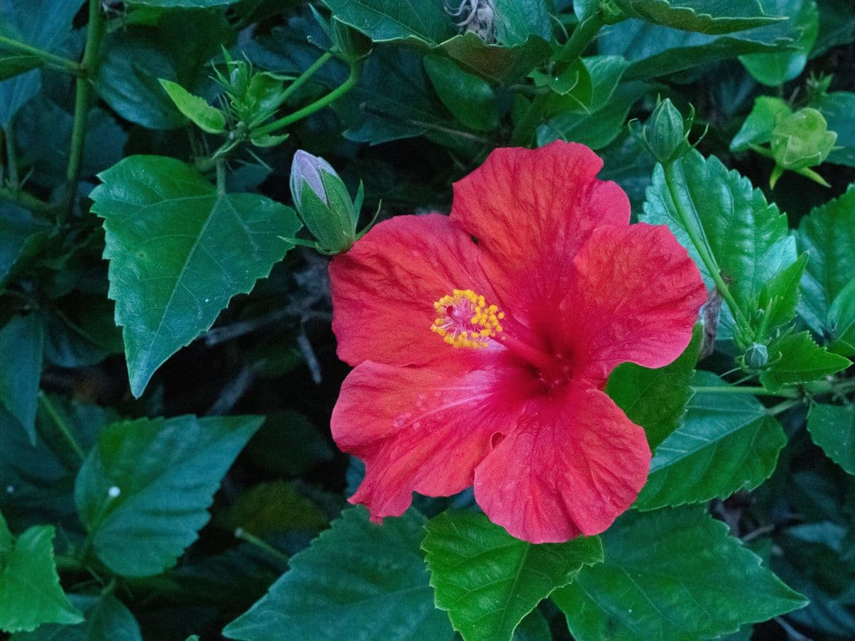 Photo of a red flower taken with Canon EF 50mm f/1.8 lens at f/16.