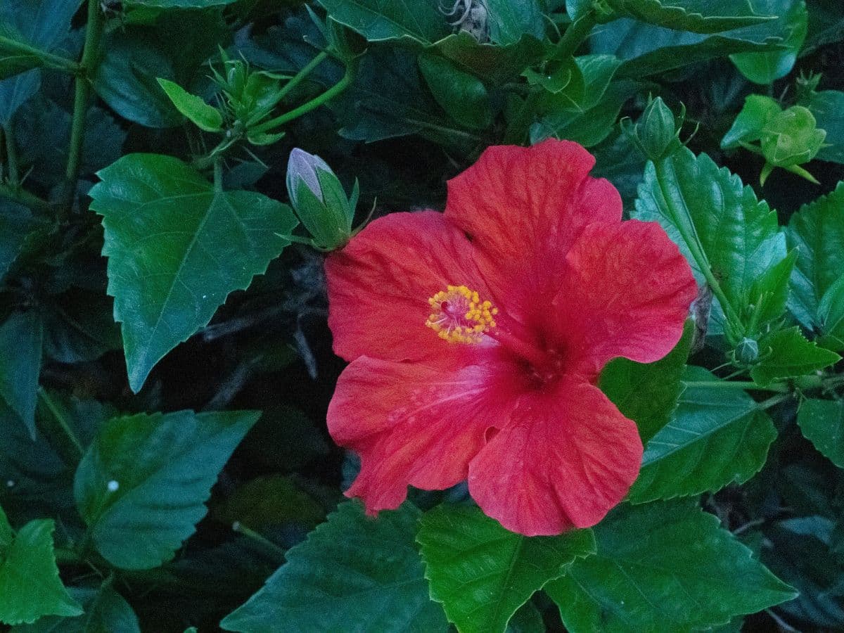 Photo of a red flower taken with Canon EF 50mm f/1.8 lens at f/22.