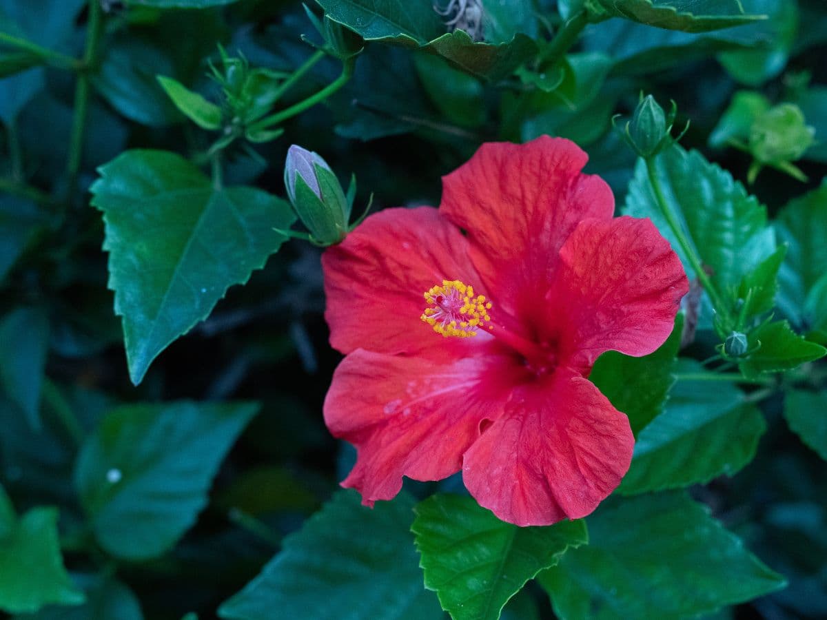 Photo of a red flower taken with Canon EF 50mm f/1.8 lens at f/5.6.