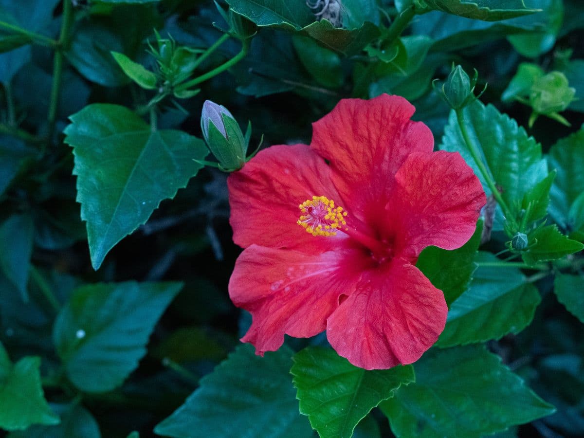 Photo of a red flower taken with Canon EF 50mm f/1.8 lens at f/8.