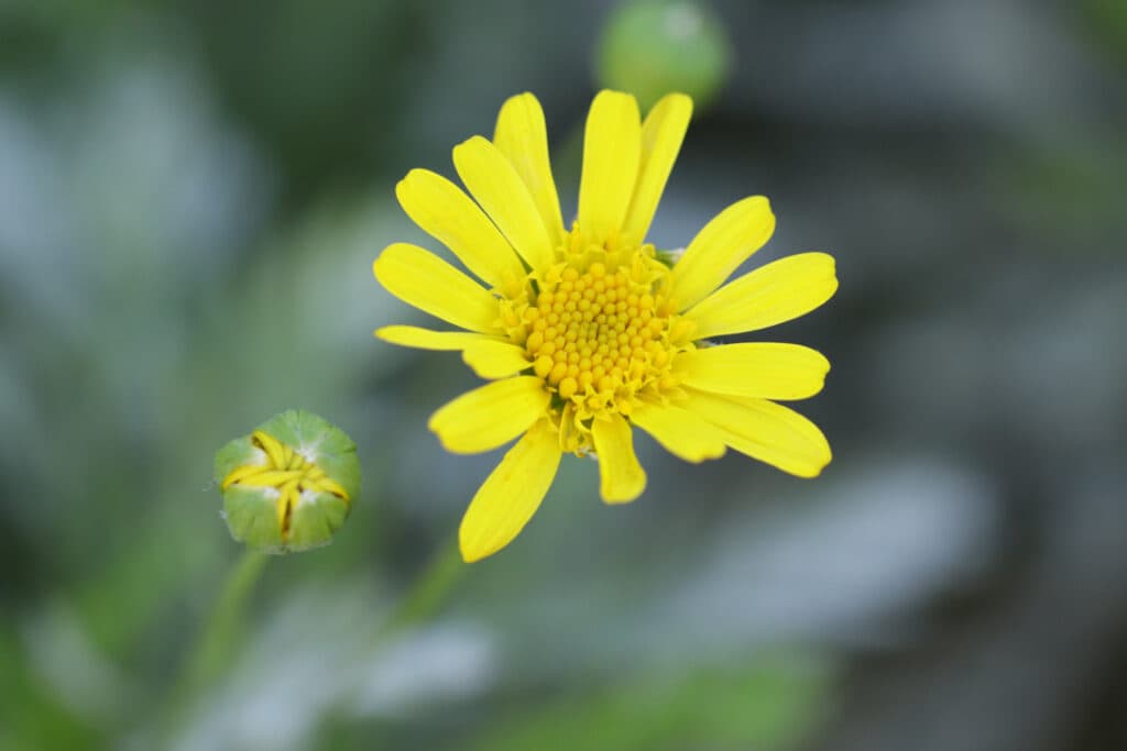 Canon EF 100mm f2.8L Macro no distortion noticed.