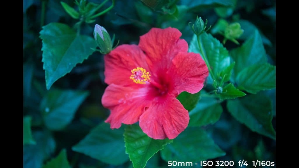 Canon EF 24-70mm f4L ISM low light test image.