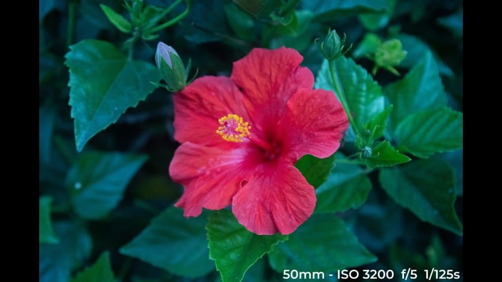 Canon EF 24-70mm f4L ISM low light test image.
