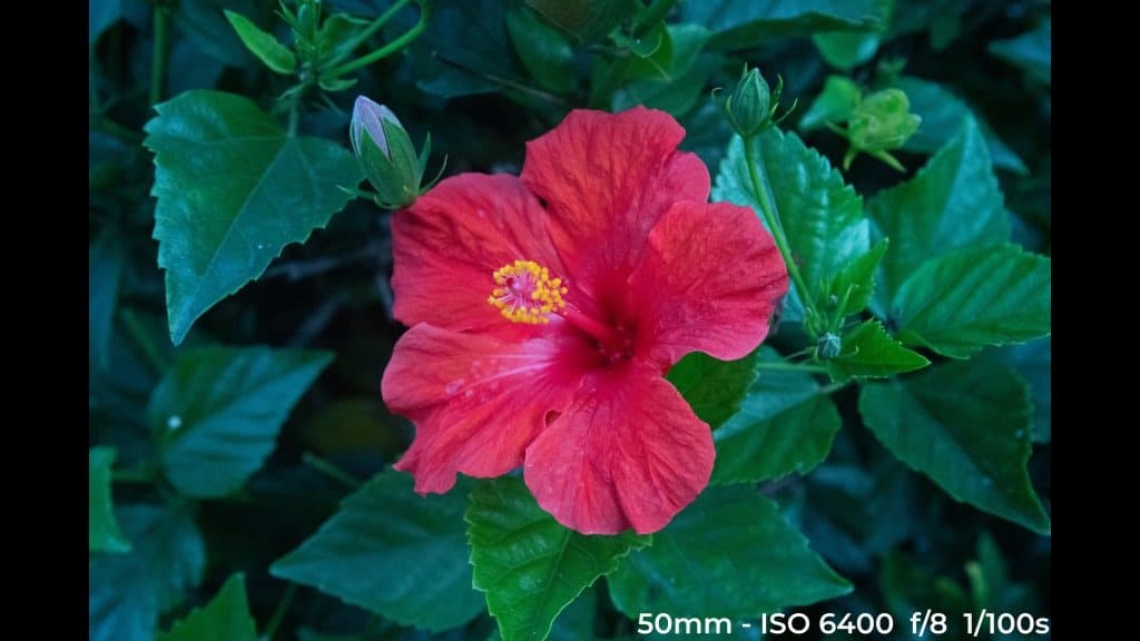 Canon EF 24-70mm f4L ISM low light test image.