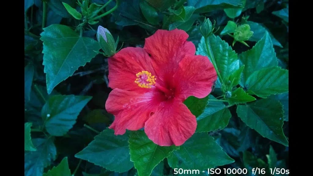 Canon EF 24-70mm f4L ISM low light test image.