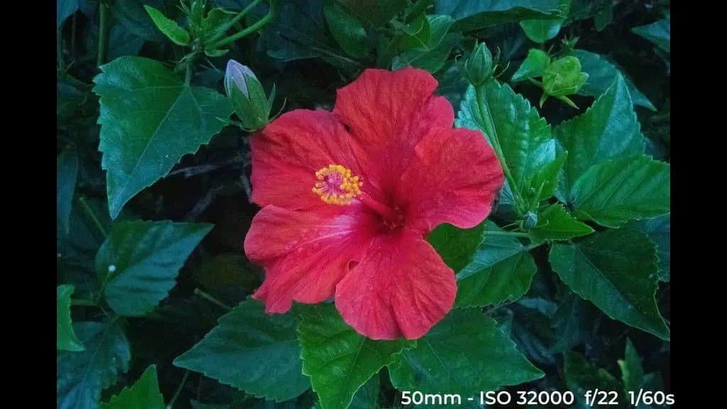 Canon EF 24-70mm f4L ISM low light test image.