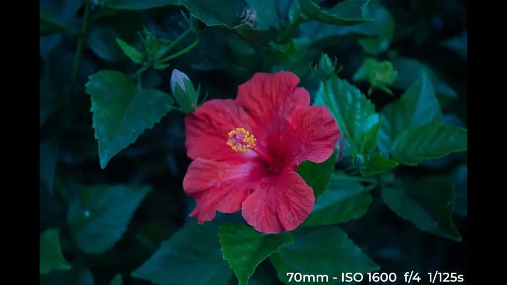Canon EF 24-70mm f4L ISM low light test image.