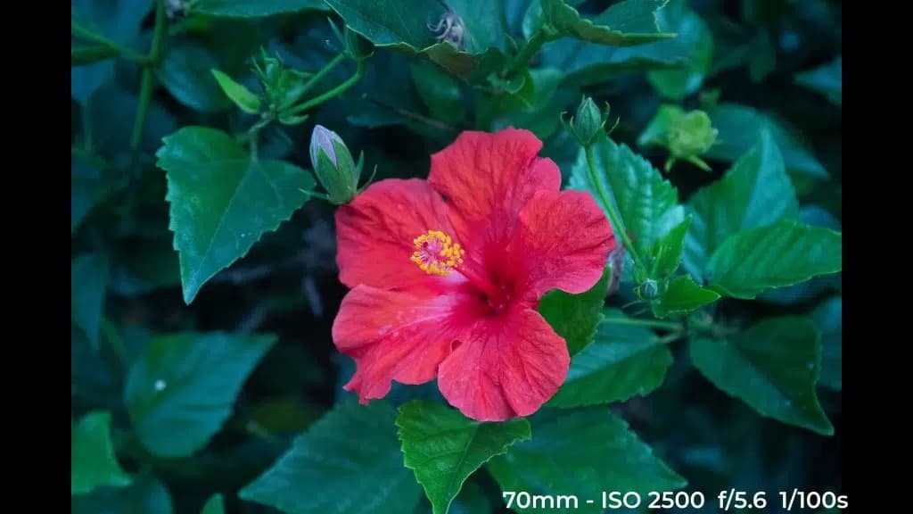 Canon EF 24-70mm f4L ISM low light test image.