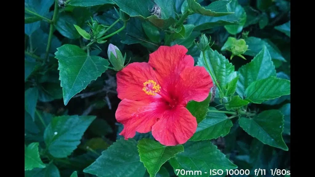 Canon EF 24-70mm f4L ISM low light test image.