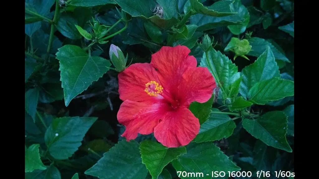 Canon EF 24-70mm f4L ISM low light test image.