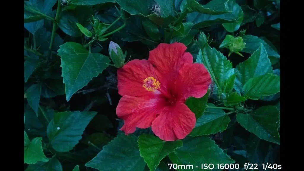 Canon EF 24-70mm f4L ISM low light test image.
