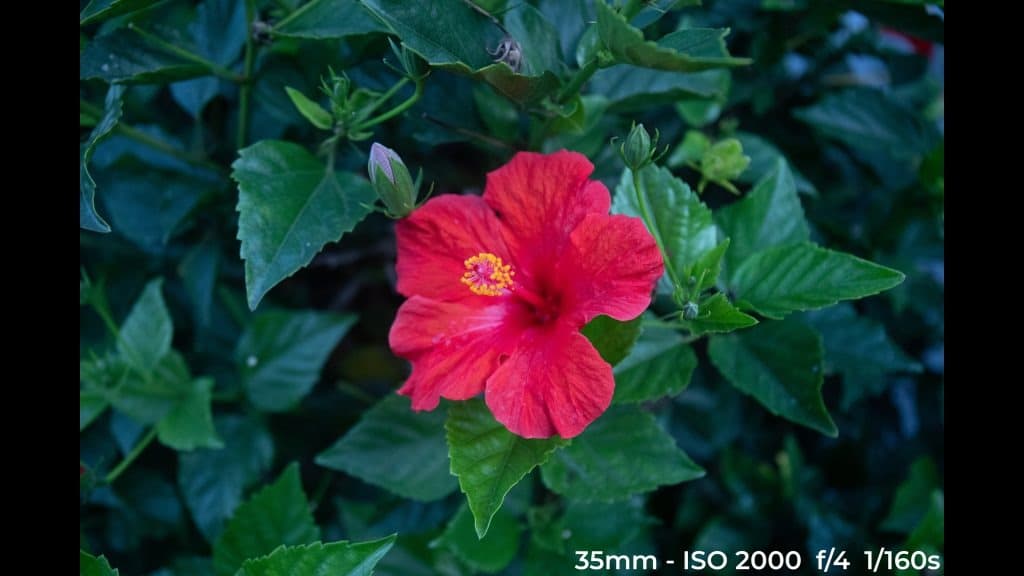 Canon EF 24-70mm f4L ISM low light test image.