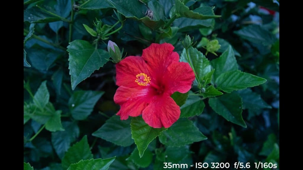 Canon EF 24-70mm f4L ISM low light test image.