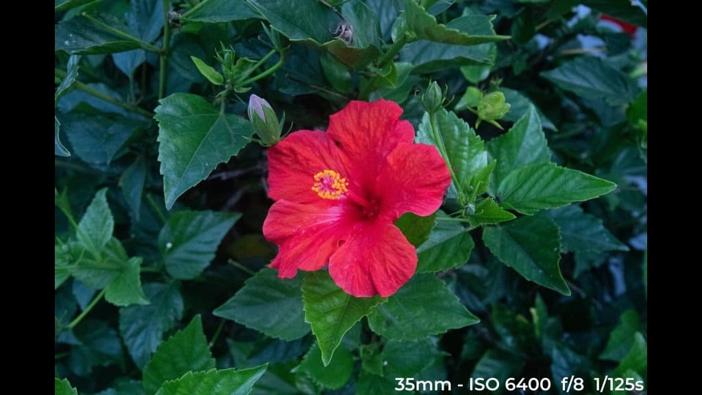 Canon EF 24-70mm f4L ISM low light test image.