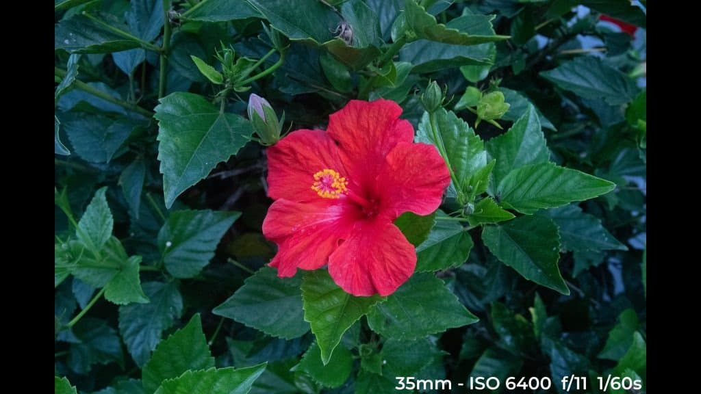 Canon EF 24-70mm f4L ISM low light test image.