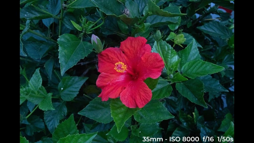 Canon EF 24-70mm f4L ISM low light test image.