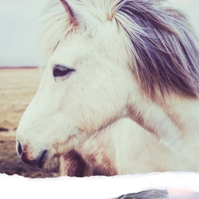 White horse in a field.