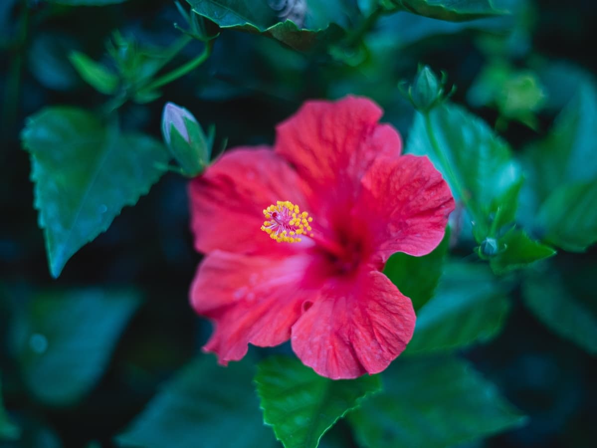 Red flower near green leaves taken with the Canon EF 50mm f/1.8 lens.