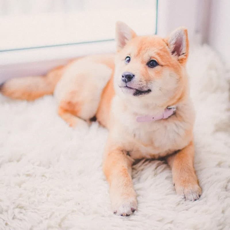 Dog on white carpet.