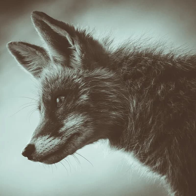 Orange fox.