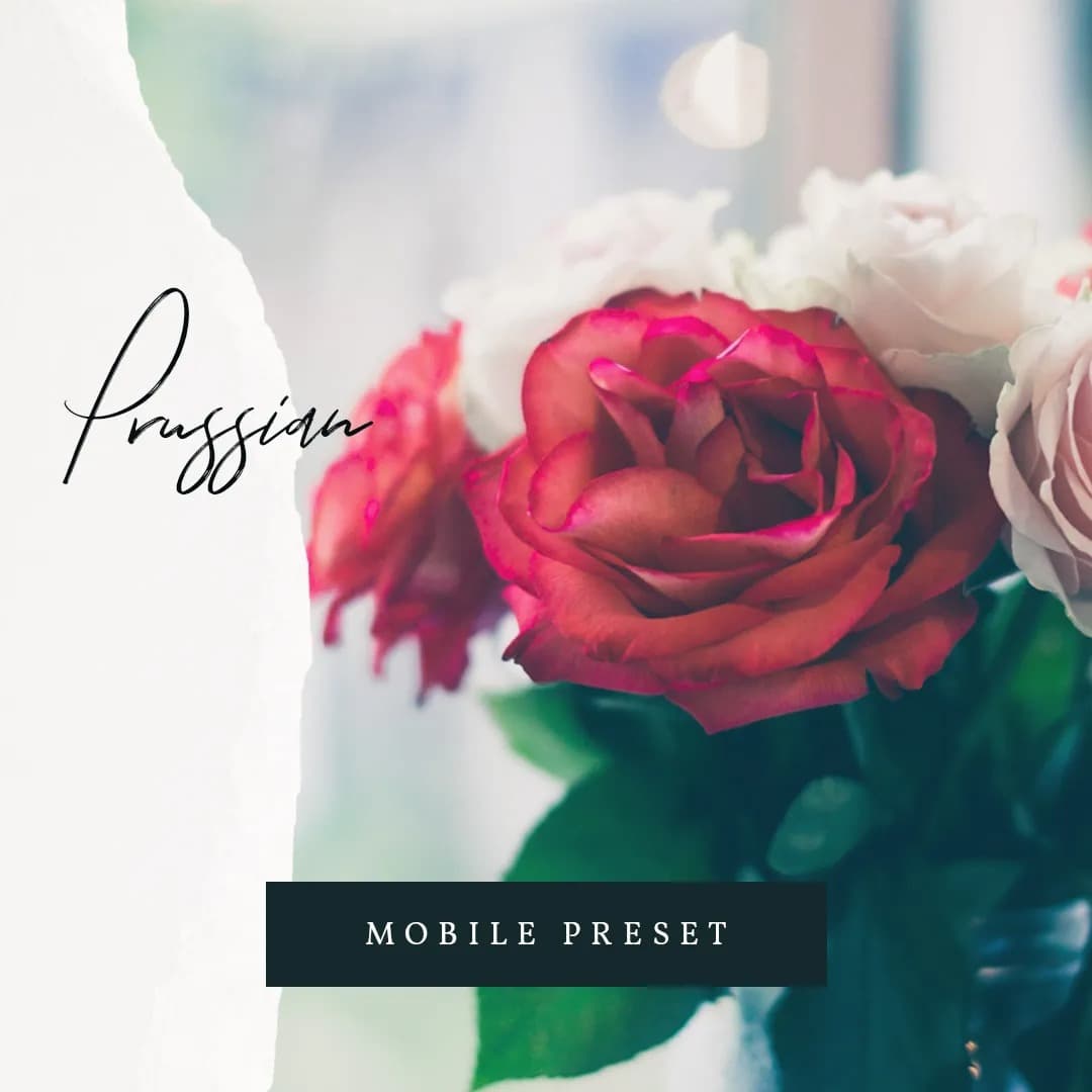 Photo of roses.
