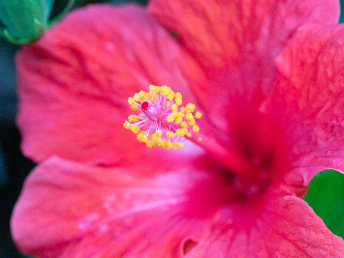 Canon EF 100mm f2.8L Macro lens example image of flower.