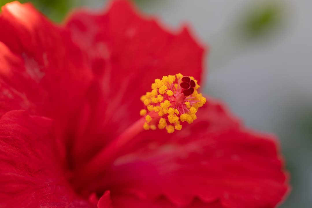 Canon EF 100mm f2.8L Macro photo of red flower.