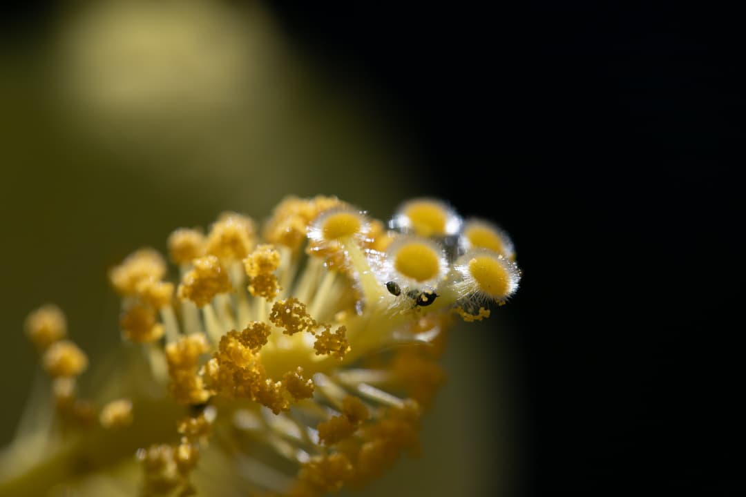 Canon EF 100mm 2.8L Macro lens macro shot of a yellow flower.