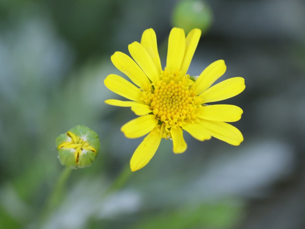 Photo of yellow flower taken with Canon EF 100mm f2.8L macro.