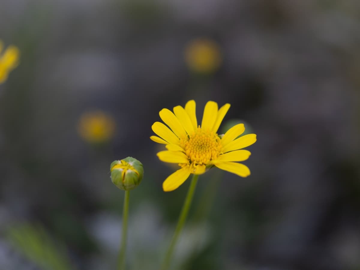 Photo of yellow flower taken with Canon EF 100mm f2.8L macro.