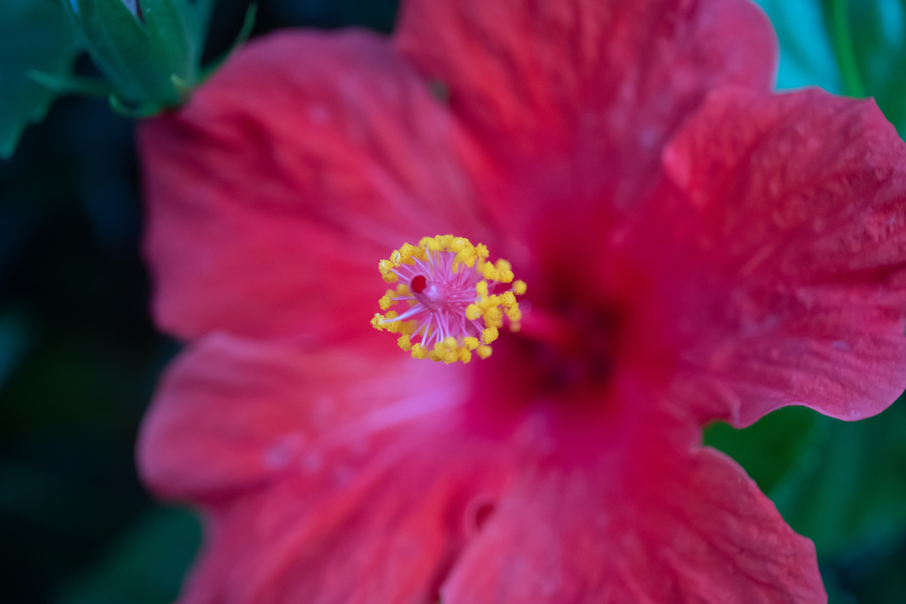 Canon EF 24-70mm f4L using macro mode on a red flower.