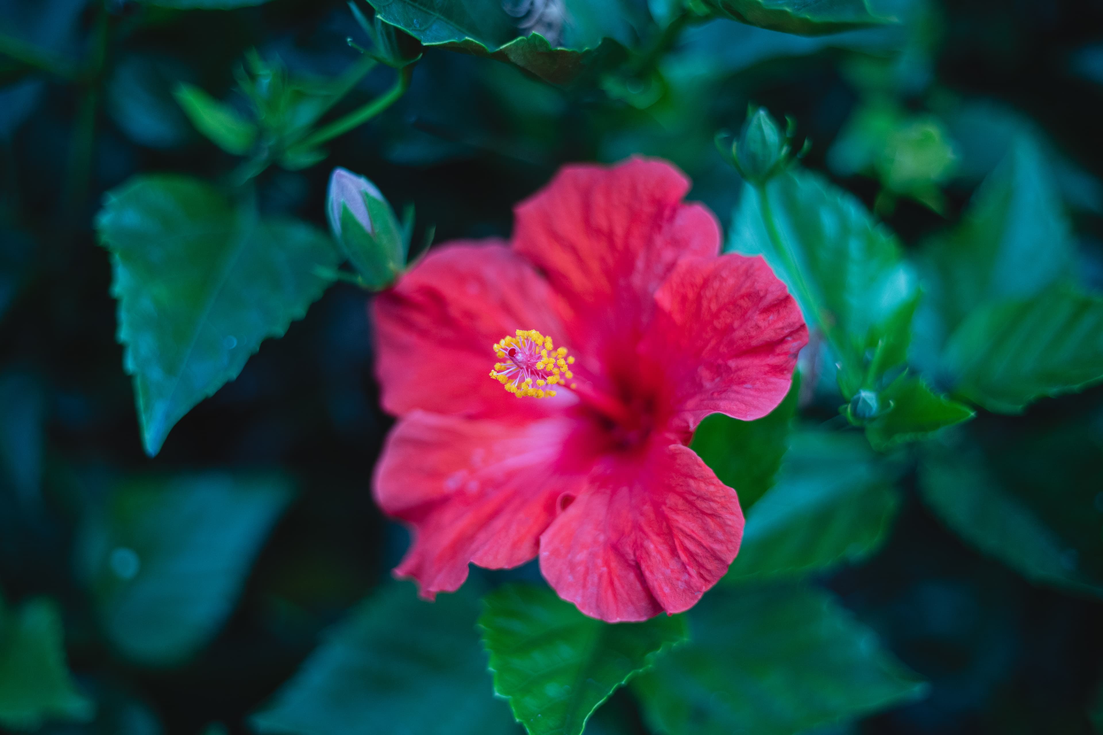 Red flower with green leaves.