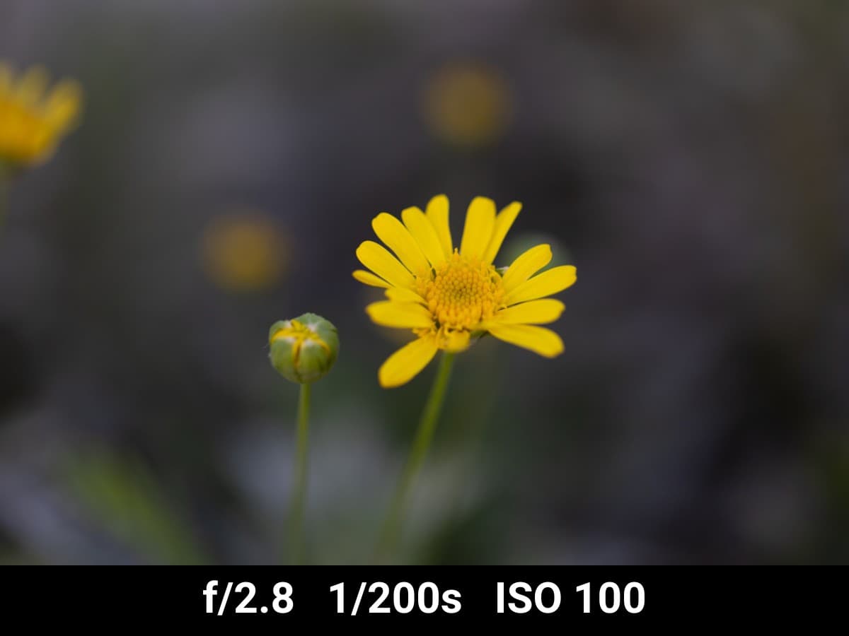 Canon EF 100mm f2.8L Macro low light image example of yellow flower.