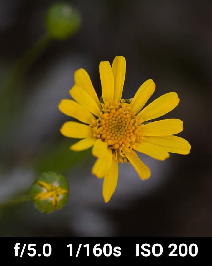 Canon EF 100mm f2.8L Macro low light image example of yellow flower.