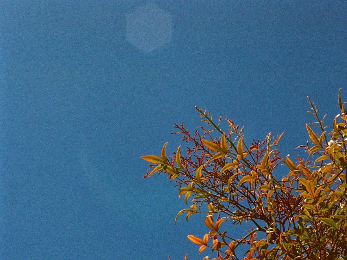 Circular lens flare in an image with a tree.