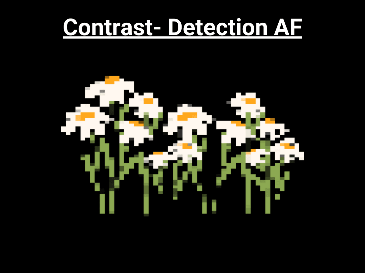 Graphic showing blurry flower when using contrast-detection autofocus.
