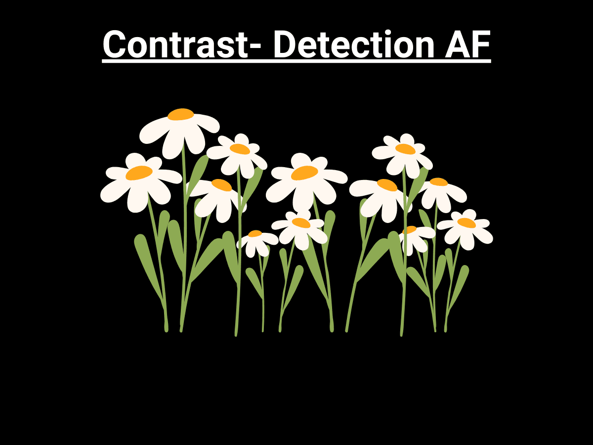 Graphic showing blurry flower when using contrast-detection autofocus in focus.