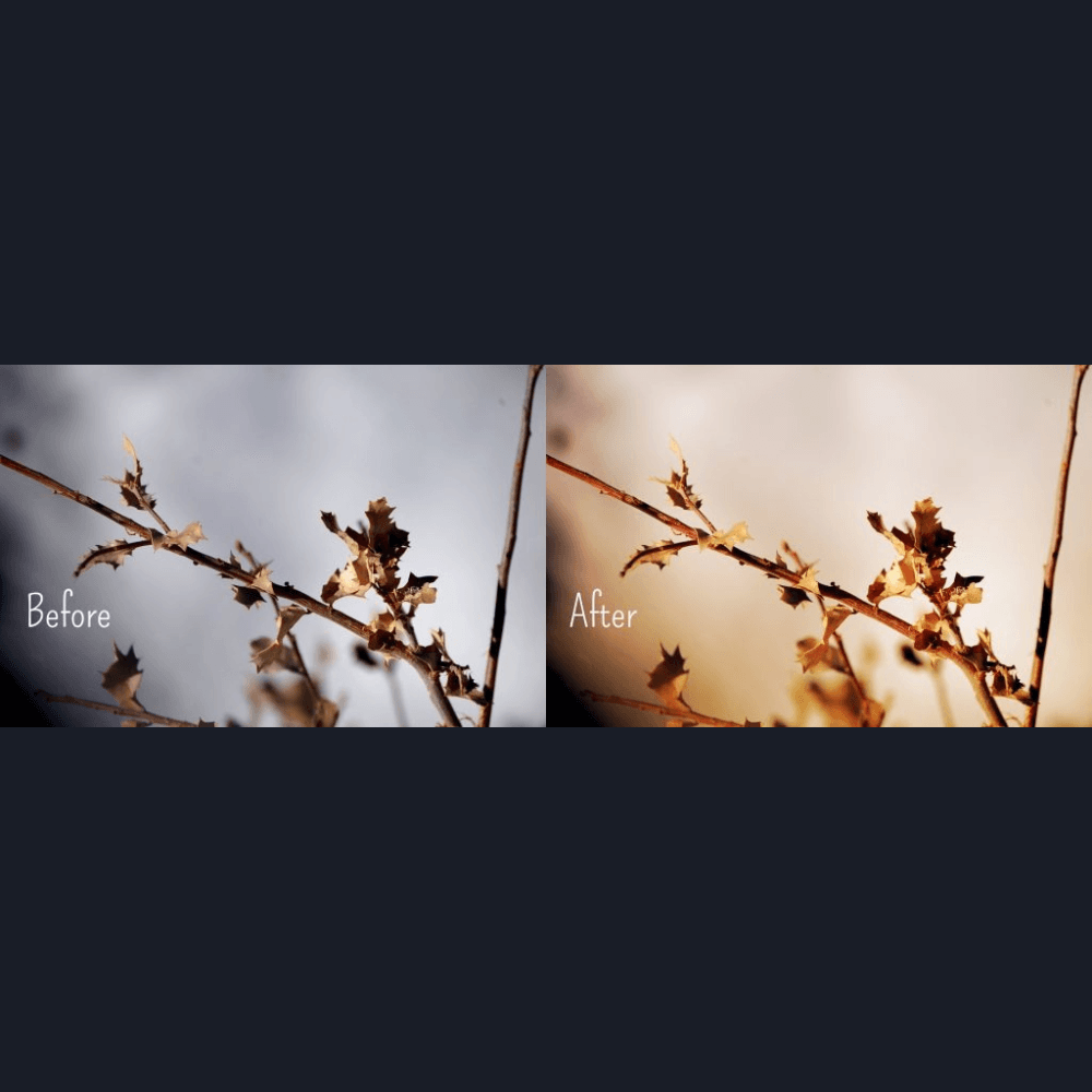 Flower in sunlight.