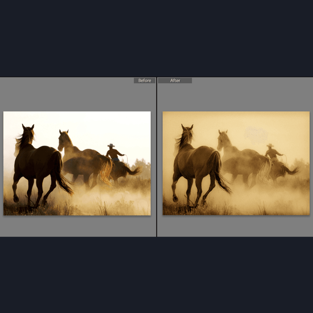 Horses running in wild.