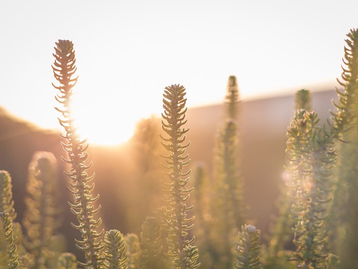 Plants in the sunset.